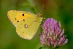 Colias Crocea Colias Crocea