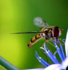 Finalmente sul fiore Finalmente sul fiore