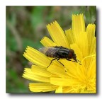 moschetta e fiore giallo moschetta e fiore giallo