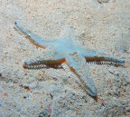 MIMETISMO: TERZA CLASSIFICATA MIMETISMO: TERZA CLASSIFICATA