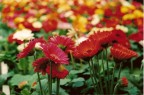 colori colori