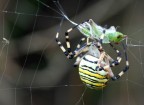 Argiope fasciata Argiope fasciata