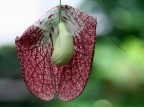 Strano fiore