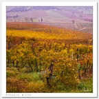 Vigne a Cerreto Guidi Vigne a Cerreto Guidi