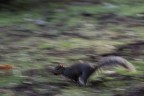 Panning animale Panning animale