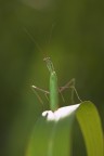 sentinella sentinella