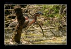 Renzo-Airone rosso Renzo-Airone rosso