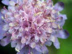 lady in violet...