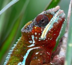 Macro di camaleonte