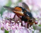 Tachina fera Tachina fera