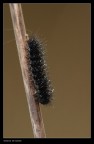 180macro f/16 1/3sec -1.7stop 100  iso treppiede slitta tubo prolunga cavo di scatto sollevamento specchio