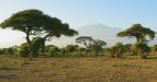 La Savana. La Savana.