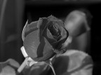 rosa b/n