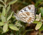 Melanargia arge Melanargia arge