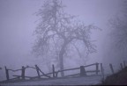 nebbia nebbia