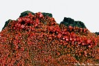 Vanadinite Vanadinite