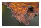 ai bordi del cratere ai bordi del cratere