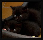 quattrocchi quattrocchi