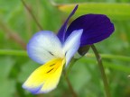 Violetta profilo Violetta profilo