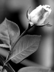 Black & white rose Black & white rose