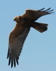 falco di palude falco di palude