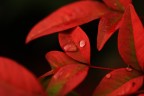 rosso rosso