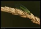 Crisopa perla