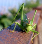 Cosa guardi..!!?? Cosa guardi..!!??