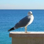 il sig livingstone il sig livingstone