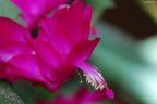 Schlumbergera Schlumbergera
