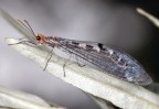 Formicaleone Megistopus flavicornis Formicaleone Megistopus flavicornis