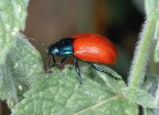 Chrysolina grossa Chrysolina grossa