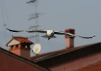 Gabbiano tra i tetti a Chioggia Gabbiano tra i tetti a Chioggia