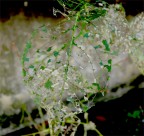 scheletro di foglia scheletro di foglia