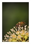 desdemona desdemona
