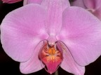 orchidea orchidea