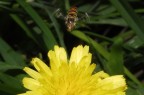 Episyrphus_balteatus2b Episyrphus_balteatus2b