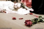Decadent Rose Decadent Rose