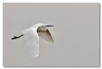 Volo in bianco e grigio Volo in bianco e grigio