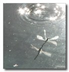 Solo riflessi Solo riflessi