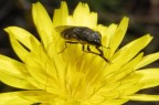 musca golosonas musca golosonas