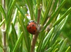 una coccinella nel rosmarino