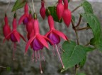 .: grappolo di fiori di fucsia :.