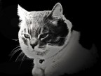 Gatto