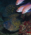 L'attore e le ammiratrici L'attore e le ammiratrici