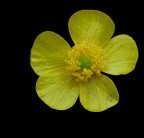 Esperimenti in giallo nero Esperimenti in giallo nero