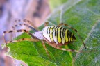 argiope argiope