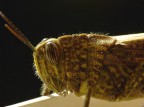 profilo di una locusta profilo di una locusta