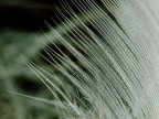 Delicate Delicate