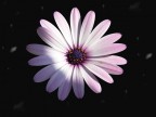 Fiore